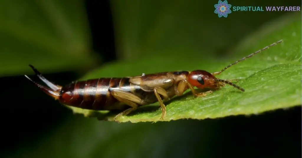 Earwig in Symbolism