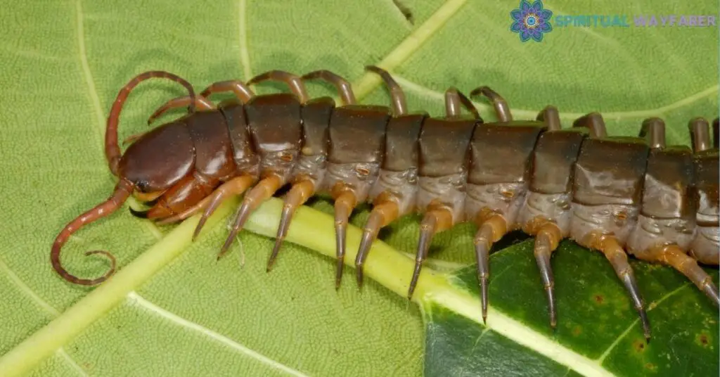 Encounters with a Centipede Spiritual Insights and Warnings