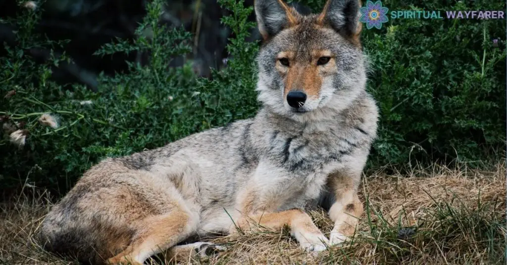 Exploring the Spiritual Significance of the Coyote