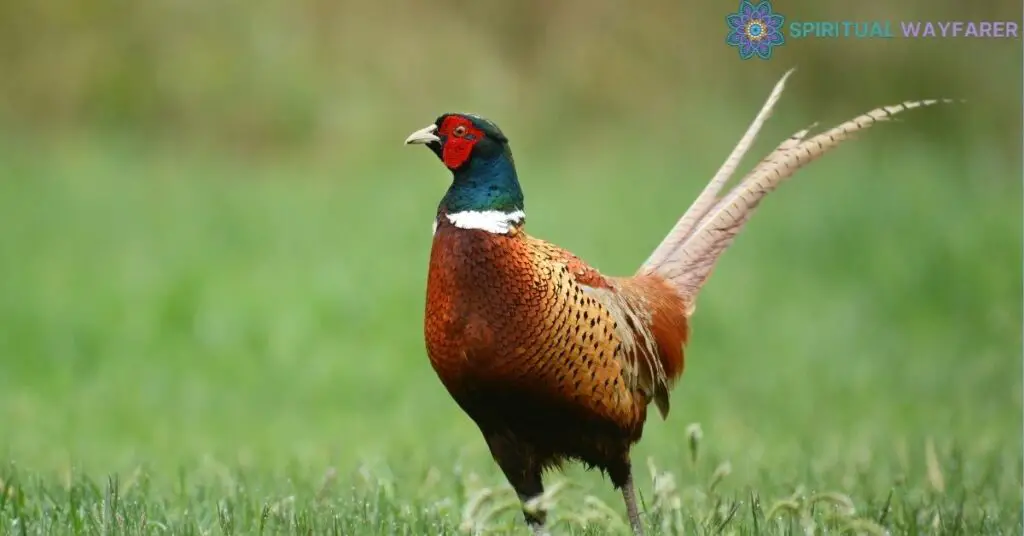 Exploring the Symbolism of Pheasants