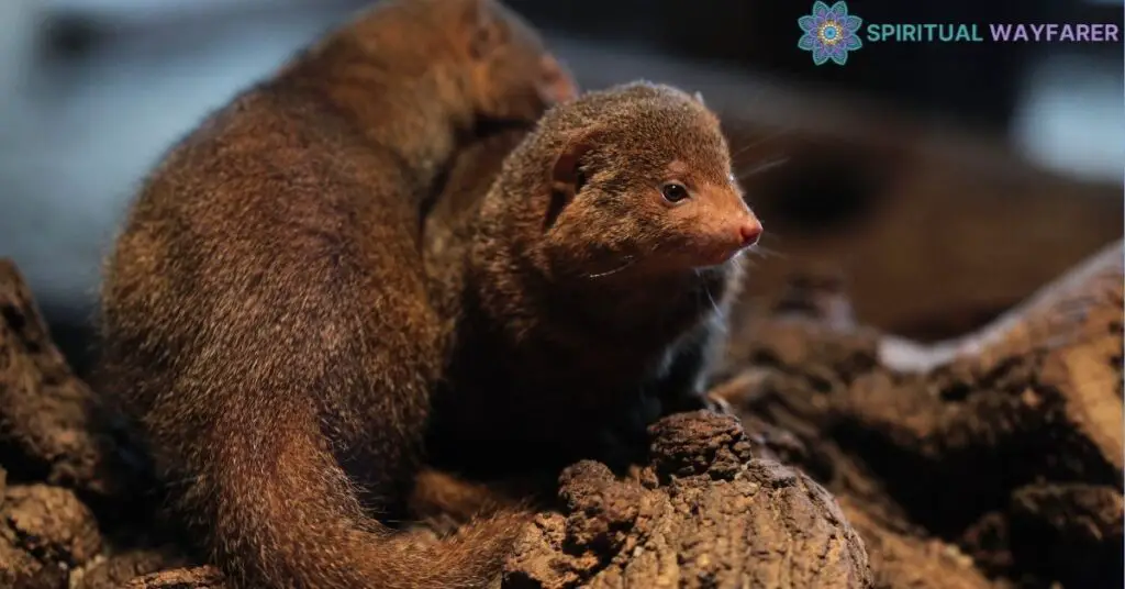 Fisher Cat Totem in Different Cultures