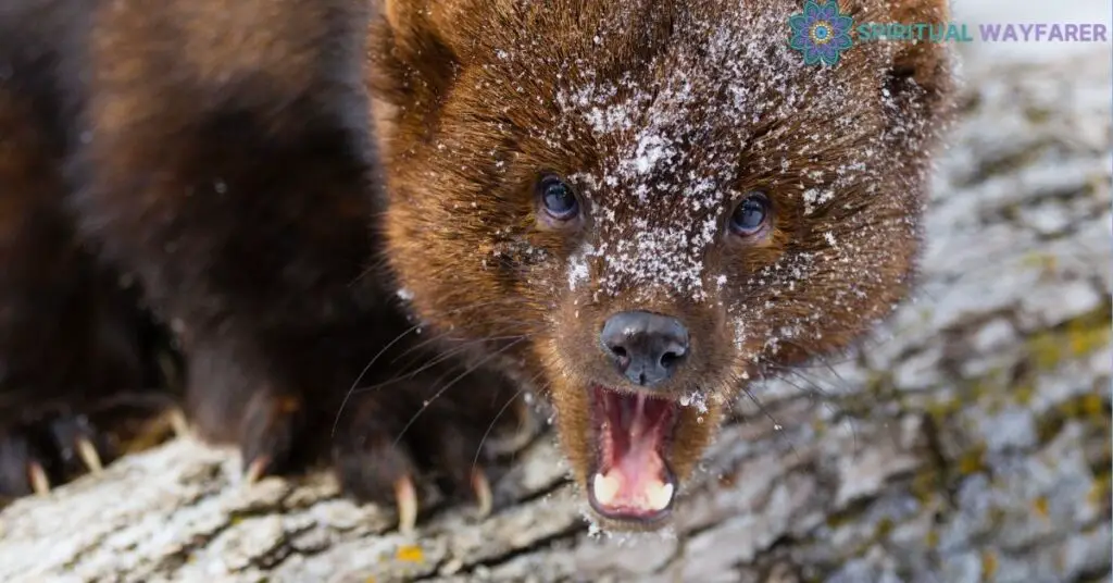 Fisher Cat Totem in Dreams Analysis and Interpretation