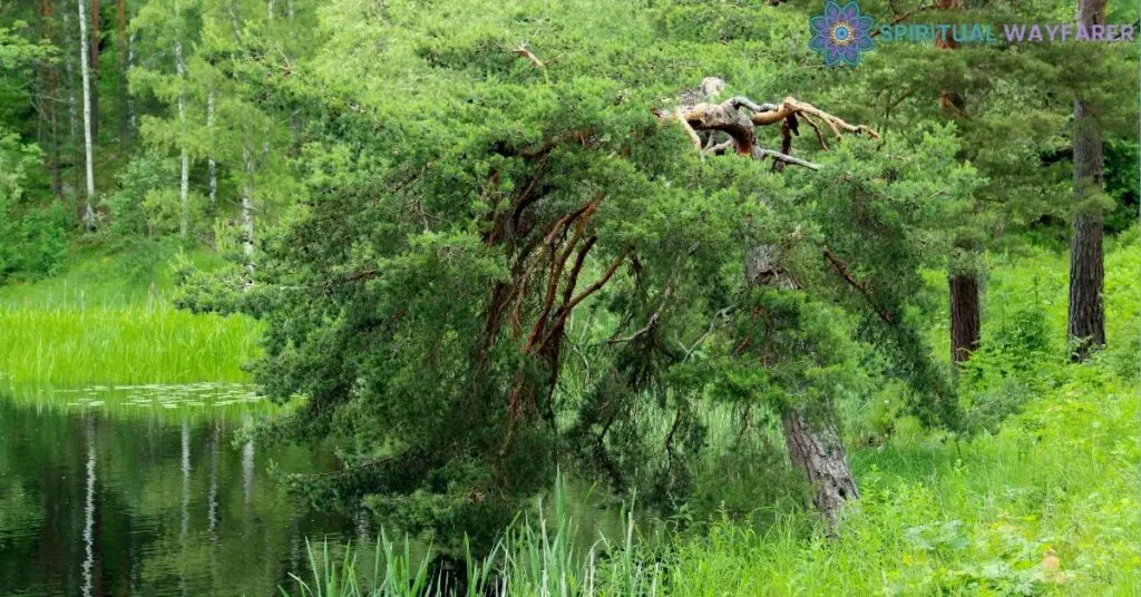 Global Interpretations of a Tree Struck by Lightning