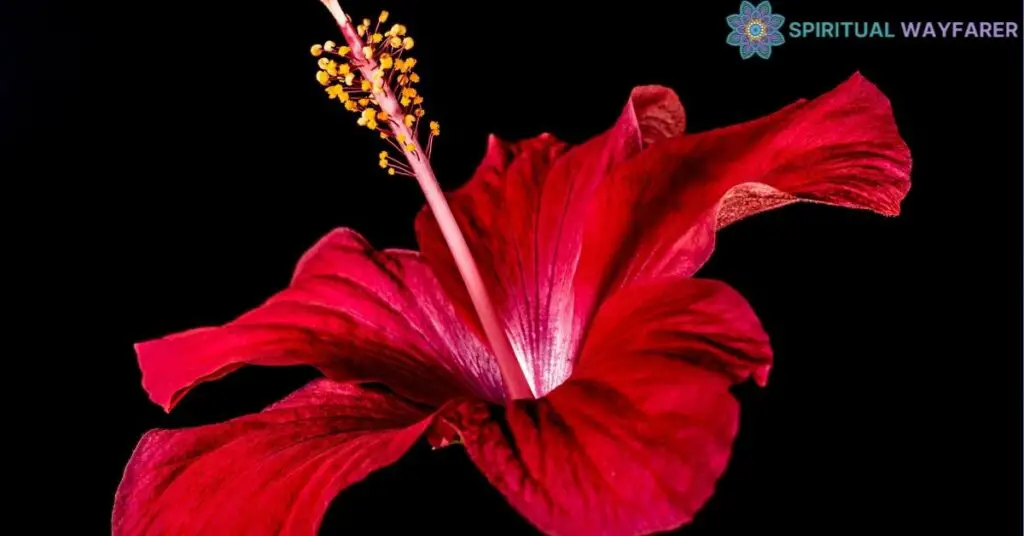 Hibiscus Flowers in Art and Literature