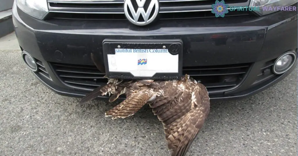 Hitting an Owl with Your Car Common Perspectives