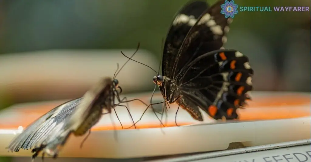 How to Simultaneously Observe Two Butterflies Tools and Techniques