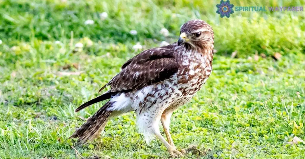 Implications of Red Shouldered Hawk Symbolism