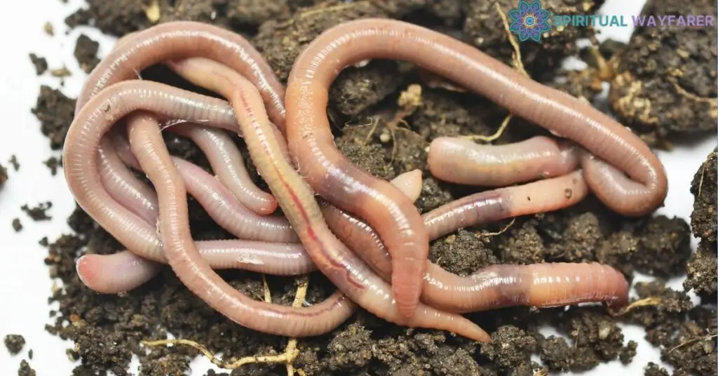 Interpreting the Arrival of Worms in House