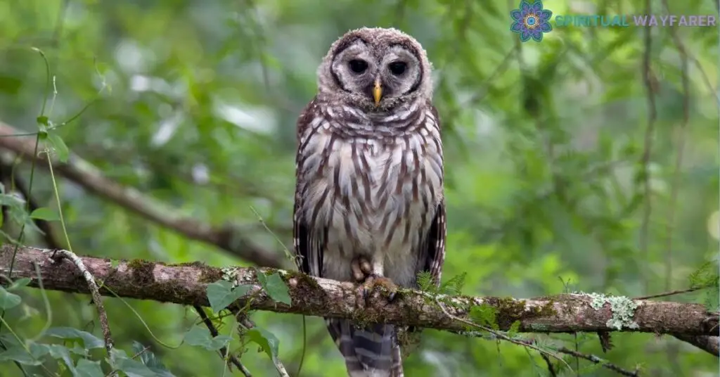 Interpreting the Spiritual Significance of Owls