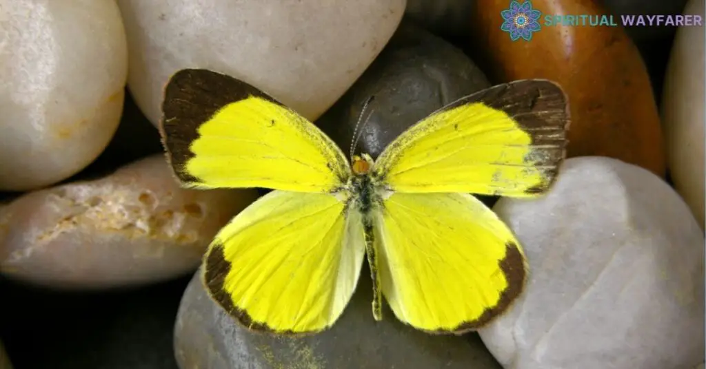 Interpreting the Yellow and Black Butterfly Meaning