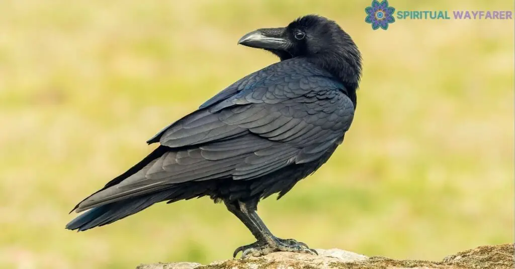 Lessons from the Raven Insights on Spiritual Growth