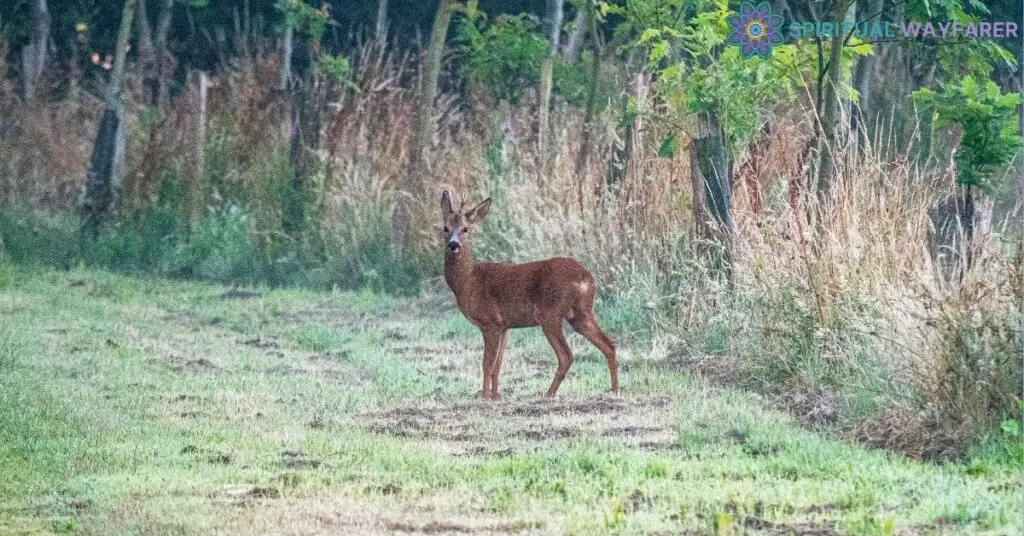 Life Lessons from Deer Encounters