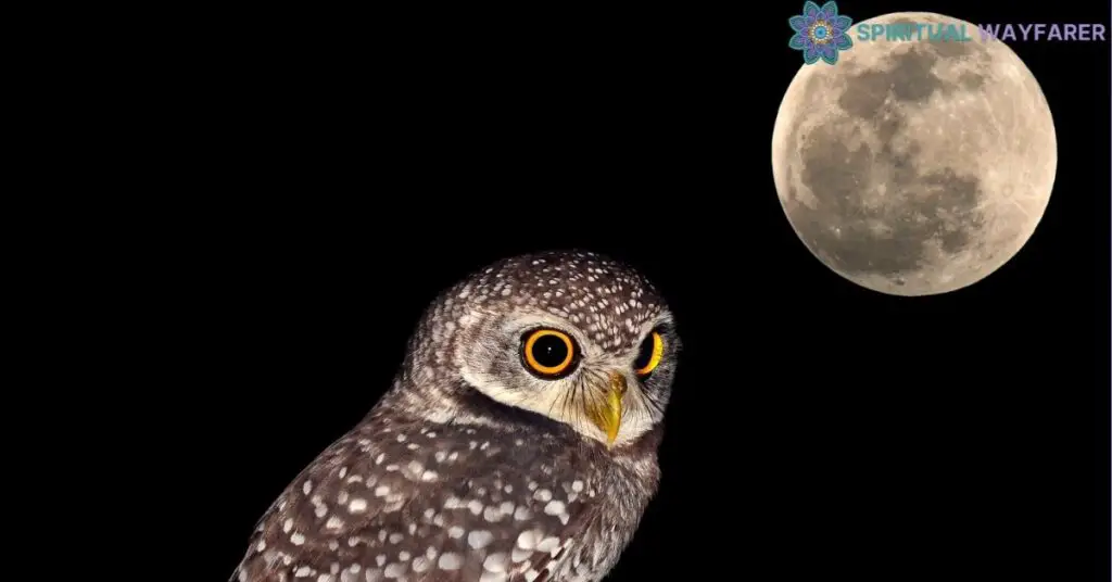 Messages and Omens from Nightly Owl Encounters