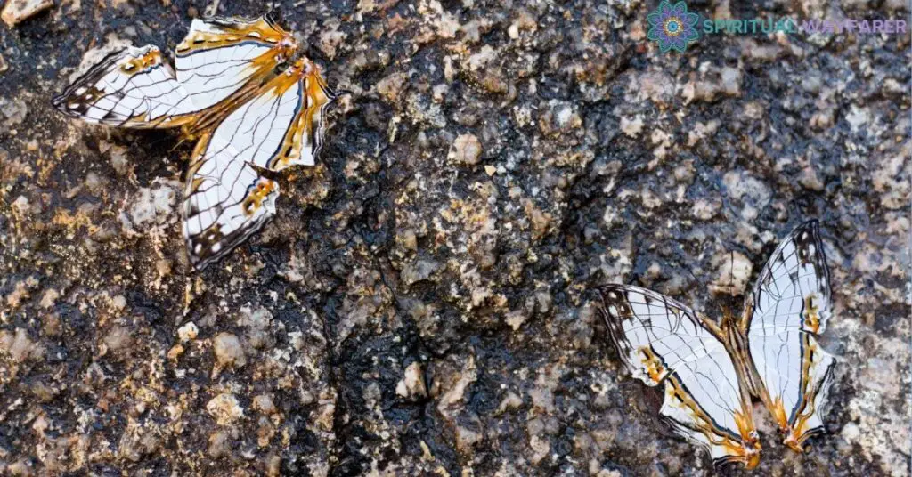 Observations of Two Butterflies in Different Habits Simultaneously