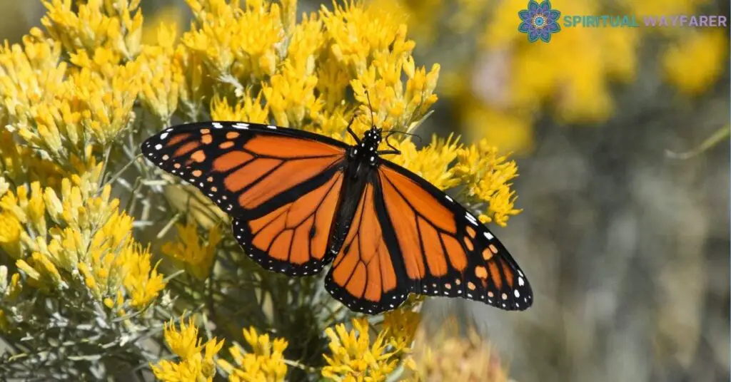 Orange and Black Butterfly A Powerful Symbol