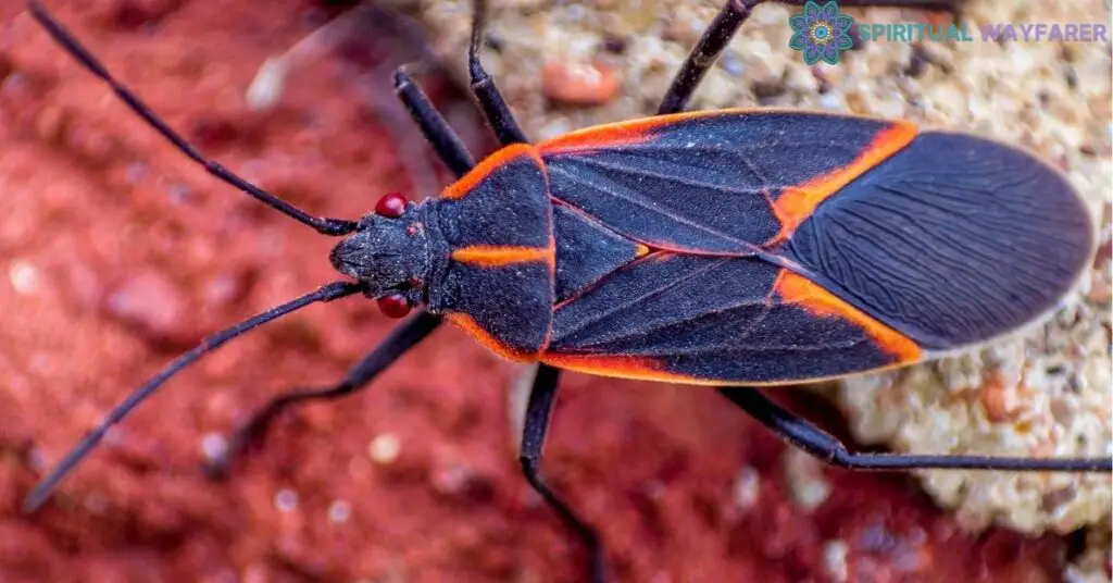 Practical Applications of the Boxelder Bug Spiritual Meaning