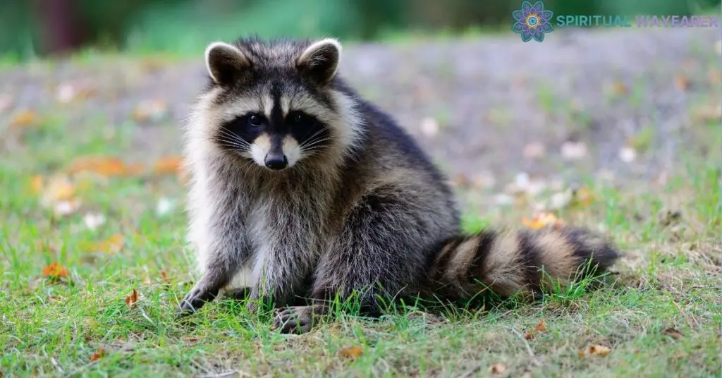 Practical Approaches to Use Dead Raccoon Spiritual Meaning