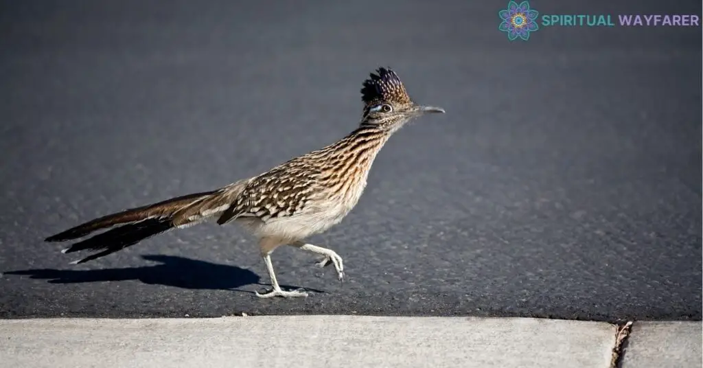 Respecting Roadrunners and Their Crossings