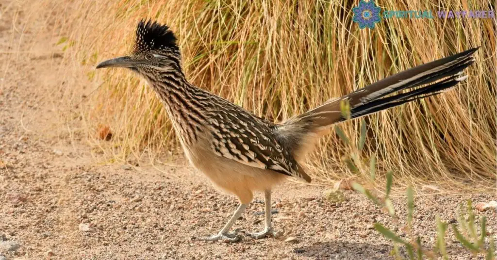 What Does it Mean When a Roadrunner Crosses Your Path? Exploring Symbolism and Personal Growth 1 Roadrunner – A Brief Overview