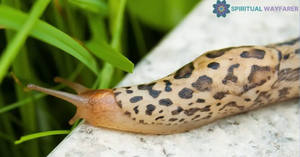 Scientific Facts About Slugs