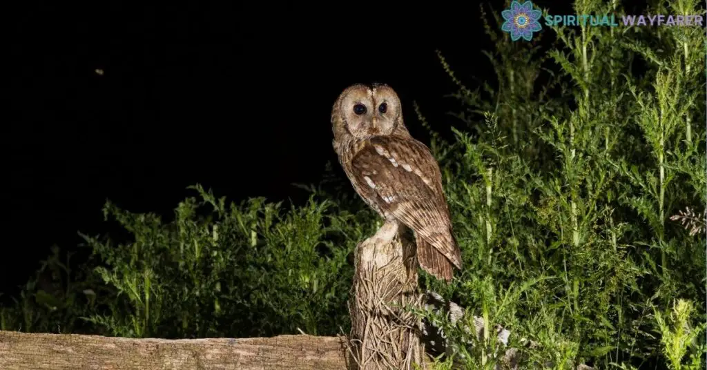 Seeing an Owl at Night Spiritual Meaning