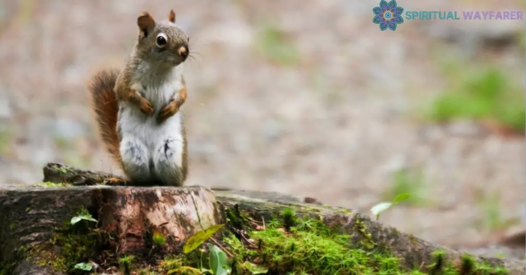 Spiritual Dimensions of Encountering a Dead Squirrel