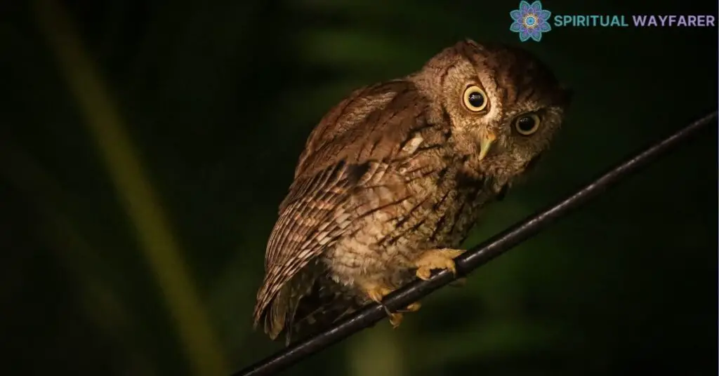 Spiritual Practices Connected with Owl Sightings