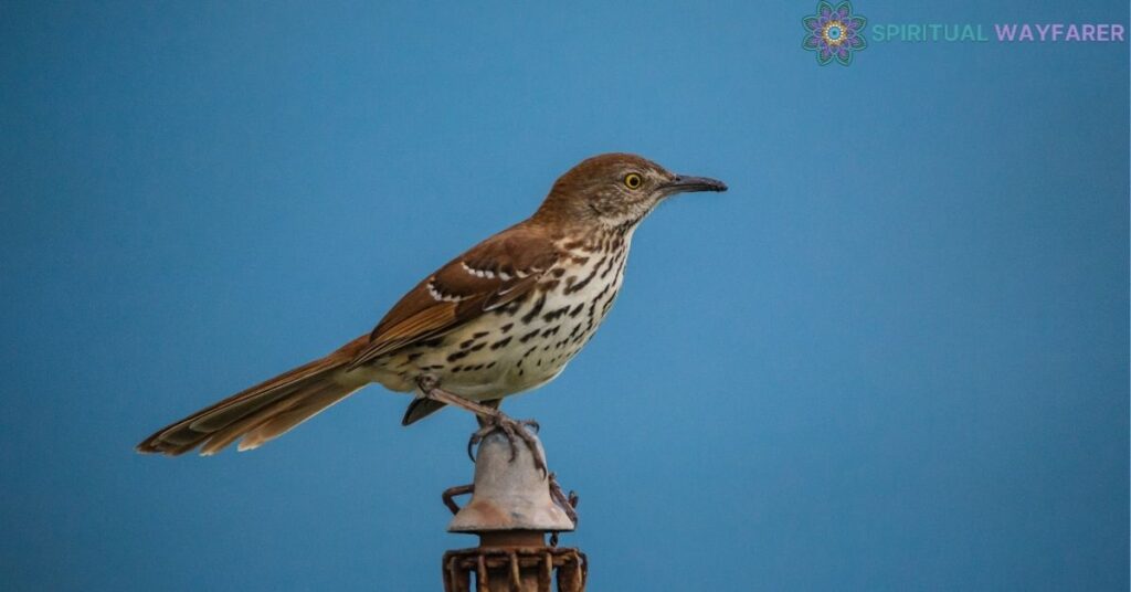 Symbolic Tattoos with Brown Thrasher