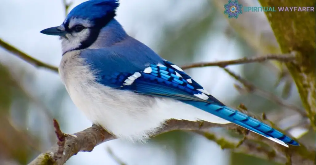 The Blue Jay Bird A Brief Overview