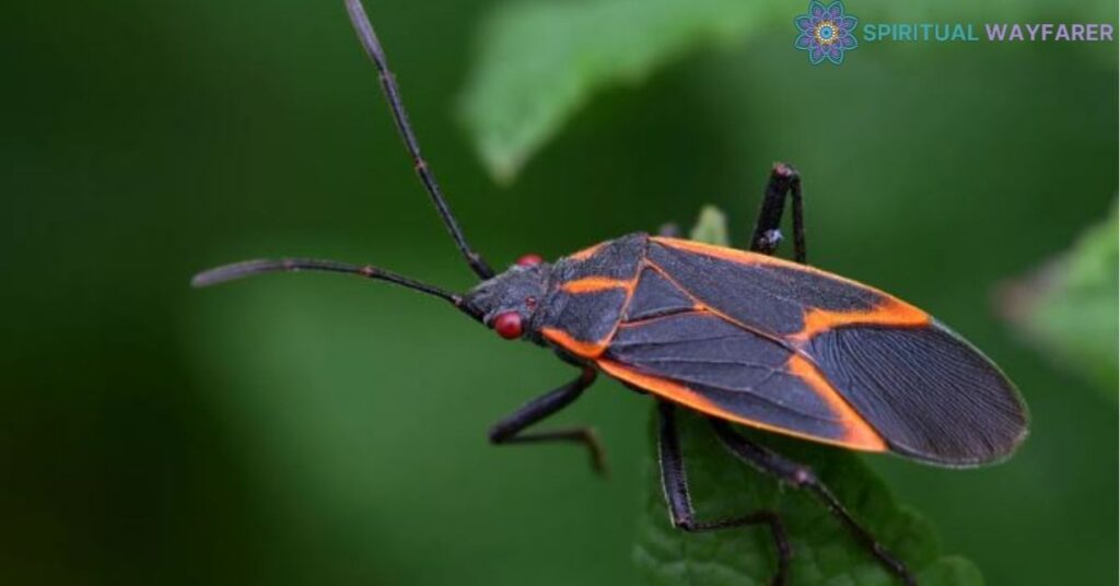 The Boxelder Bug in Various Cultures