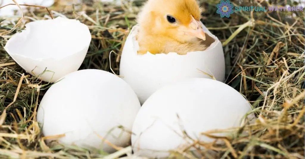 The Evolution of Egg Meaning