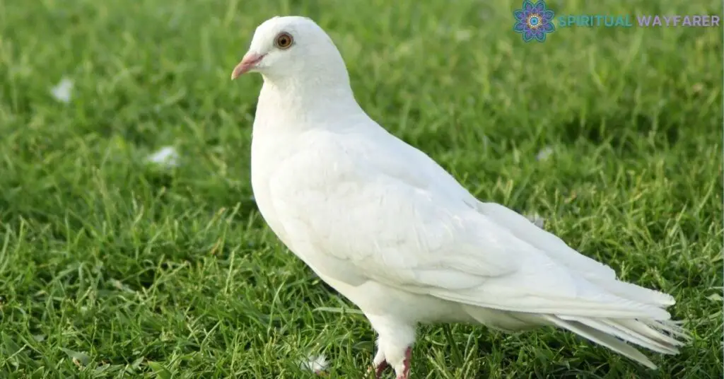 The Impact of White Pigeon’s Spiritual Message