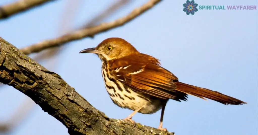 The Impact of the Brown Thrasher Symbol in Personal Growth