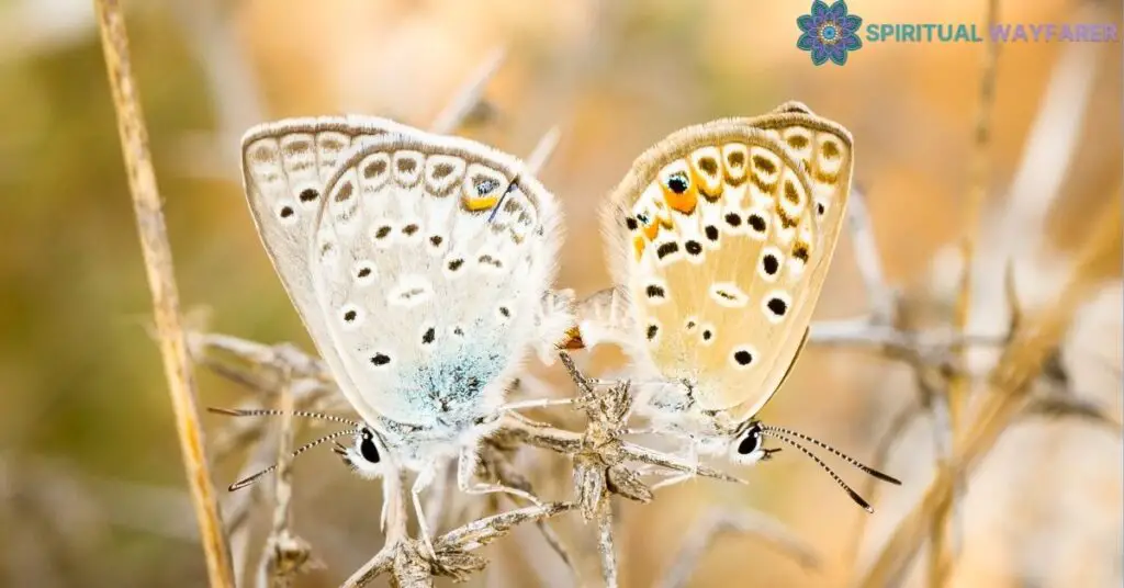 The Influence of Environmental Factors on the Interaction of Two Butterflies