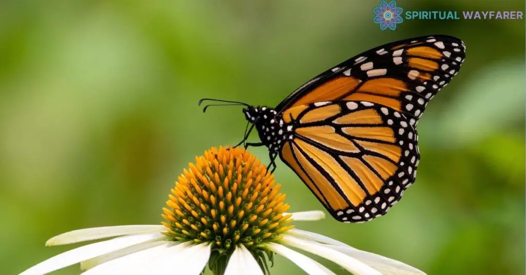 The Orange and Black Butterfly in Dreams