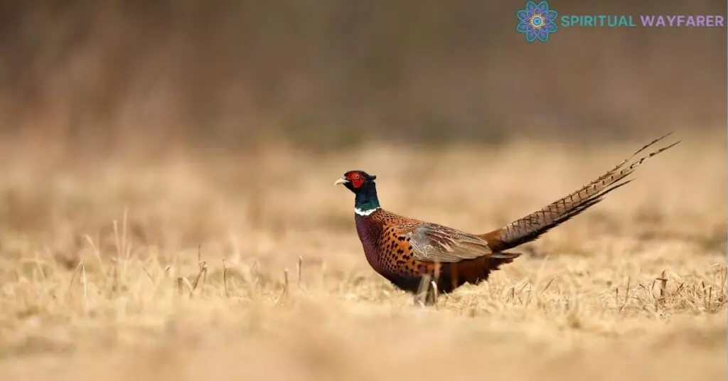 The Pheasant in Dreams An Unique Interpretation