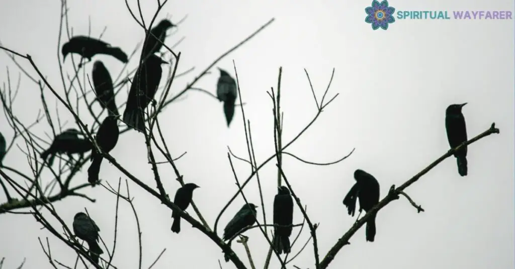 The Phenomenon of Crow Gathering