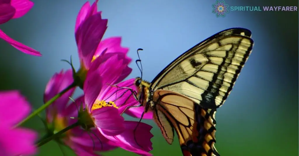 The Scientific Explanation Why Yellow and Black