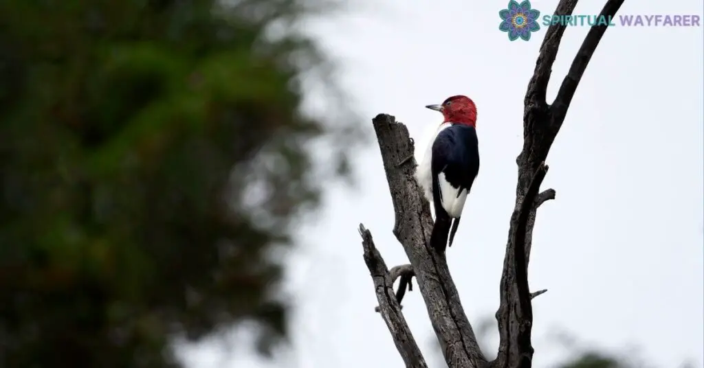 The Spiritual Connection with Birds