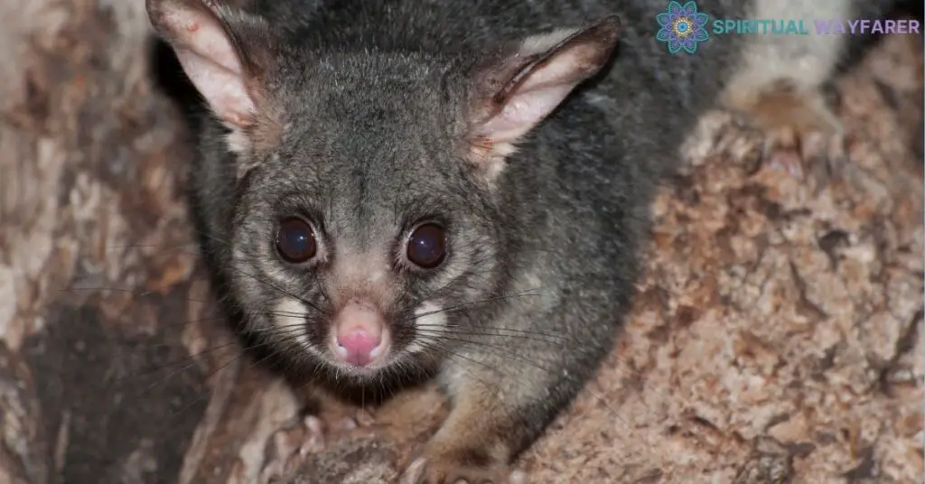 The Spiritual Meaning of Seeing a Possum