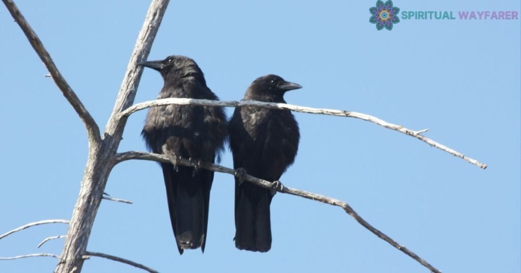 The Spiritual Significance of 2 Crows