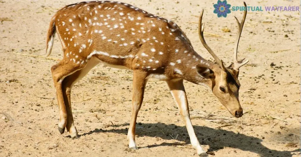 The Spiritual Significance of Deer in Different Cultures