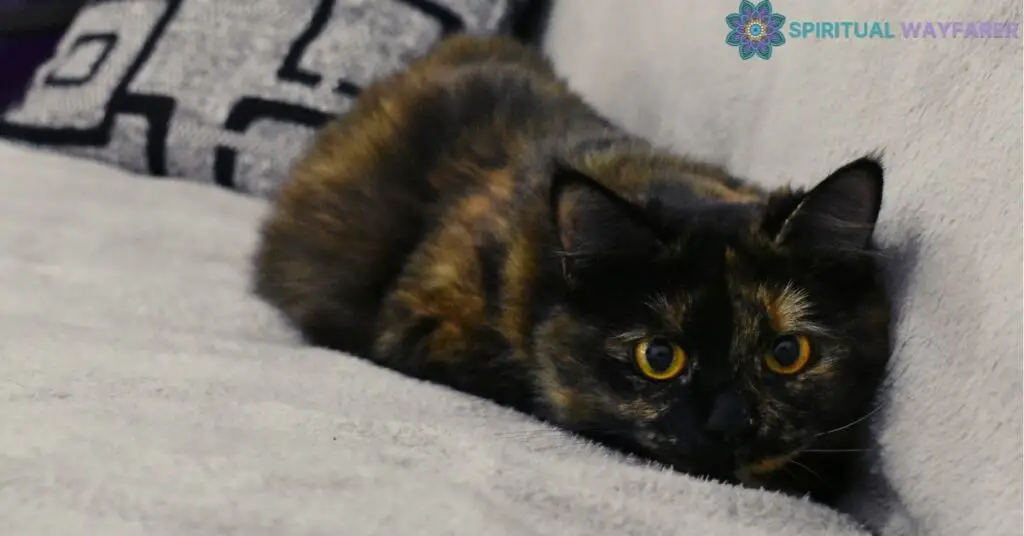 The Spiritual Significance of Tortoiseshell Cats