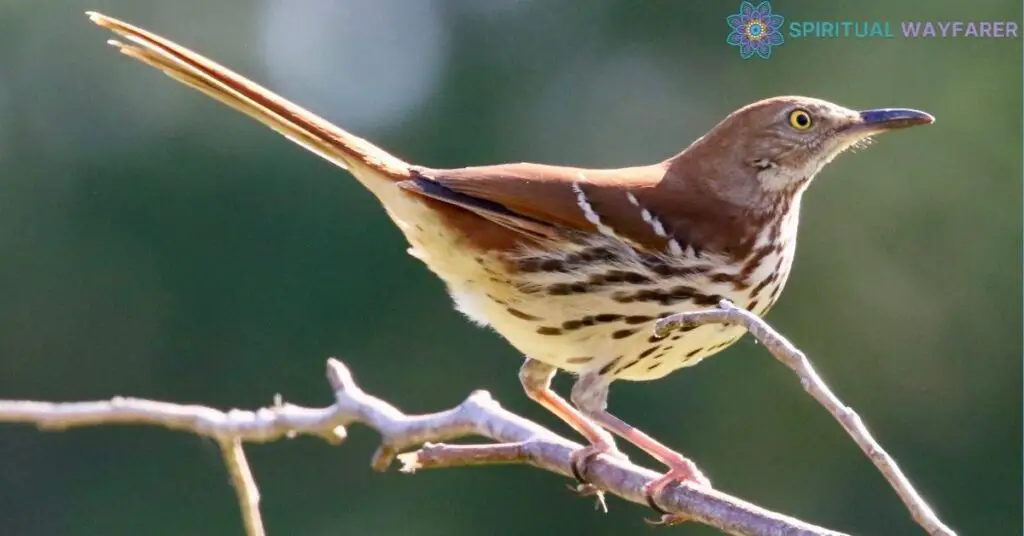 The Spiritual Significance of the Brown Thrasher