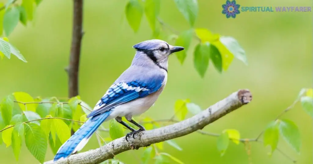 The Symbolism of Blue Jay Bird Colors