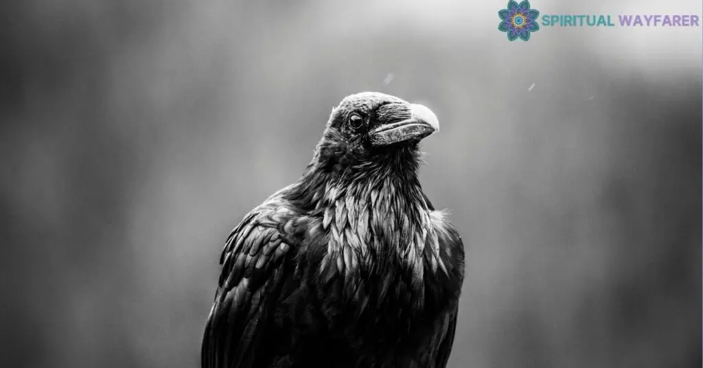 The Symbolism of Crows