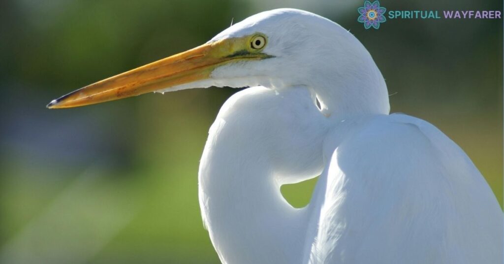 The White Crane in Art and Literature