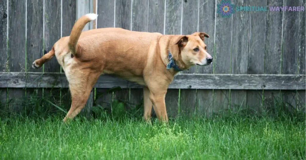 The ‘Peeing’ Habit of Dogs