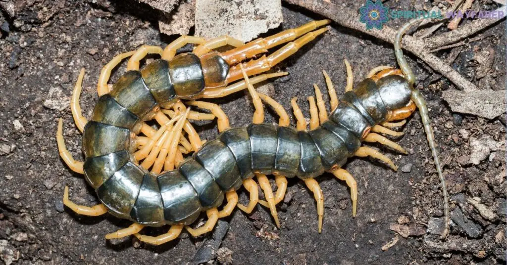 Uncovering the Spiritual Meaning of a Centipede