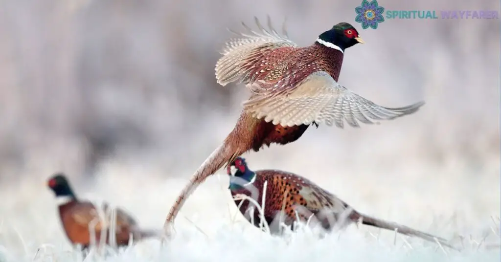 Uncovering the Spiritual Meaning of a Pheasant Crossing Your Path